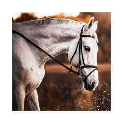 在MetaTrader市场购买MetaTrader 5的'Willing horse EURUSD' 自动交易程序（EA交易）